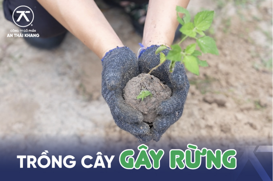 Cùng An Thái Khang Trồng Hơn 100 Cây Seo Đen Gây Rừng